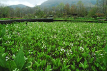 箱根湿生花園